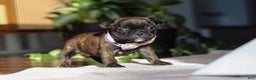 French Bulldog dogs for sale: Shiloh - Ad 3