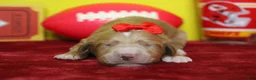 Goldendoodle dogs for sale: Firefly  - Ad 3