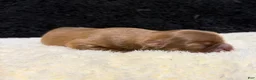 Chihuahua dogs for sale: Chihuahua 2 - Ad 6