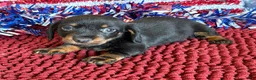 Dachshund dogs for sale: Rhett Wire - Ad 3