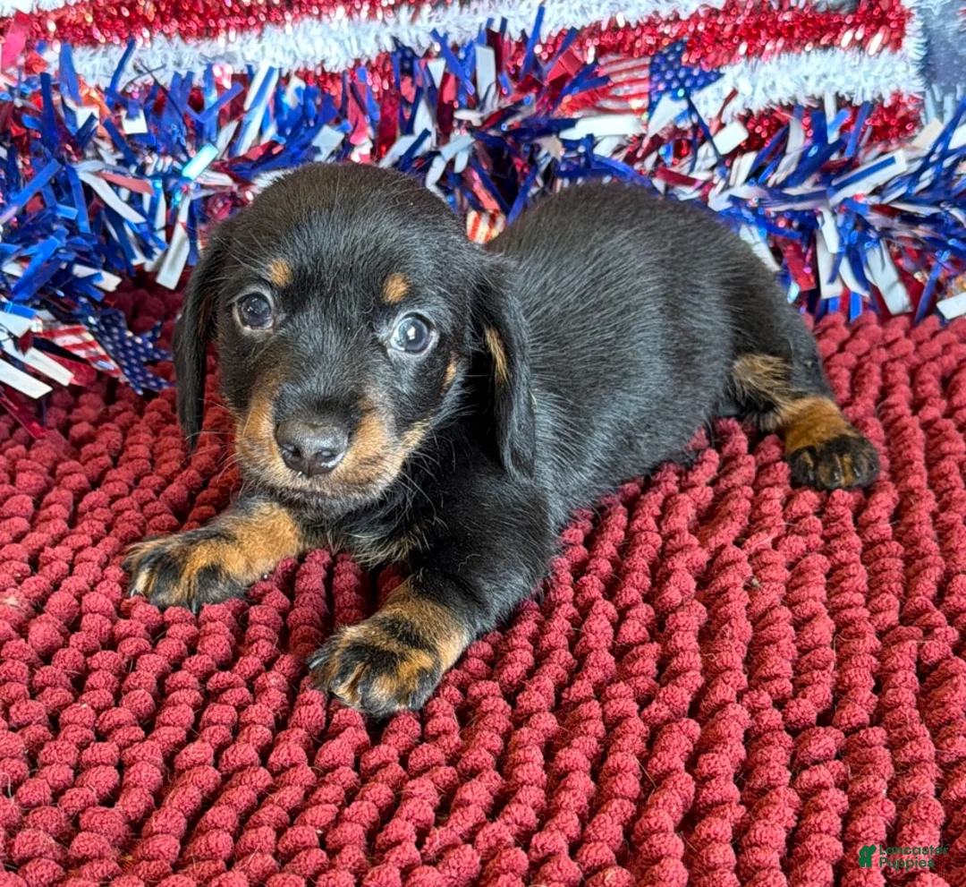 Dachshund dogs for sale: Rhett Wire - Ad 3