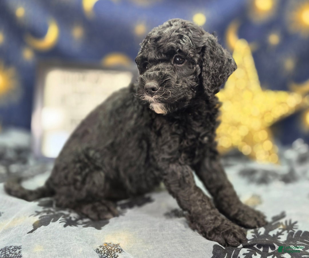 Cockapoo dogs for sale: Crescent - Ad 9
