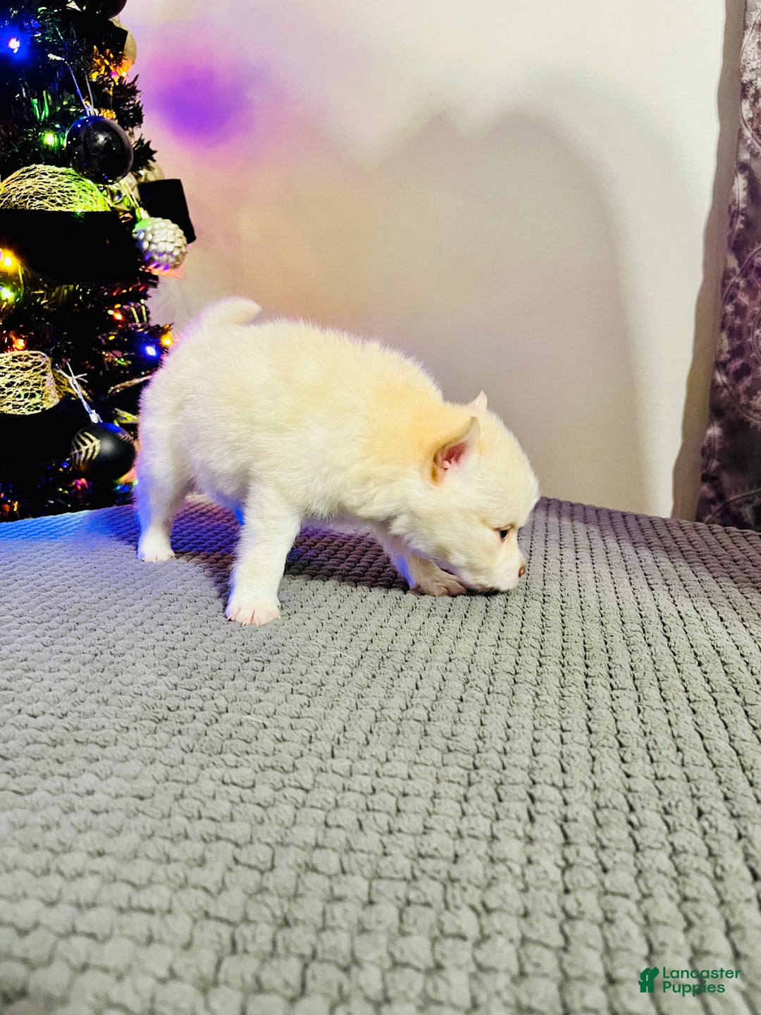 Pomsky dogs for sale: Red Foxx - Ad 1