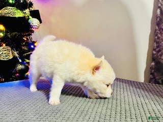 Pomsky dogs Red Foxx - Ad 25