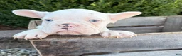 French Bulldog dogs for sale: Dallas - Ad 4