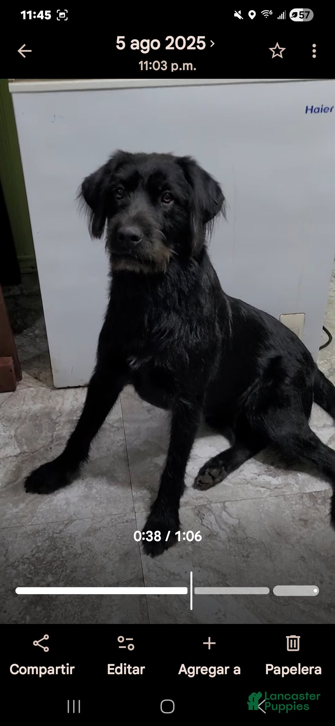 Mixed Breed dogs for sale:  Puppy 5 Red - Ad 4