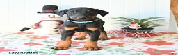 Doberman Pinscher dogs for sale: Blaze - Ad 4