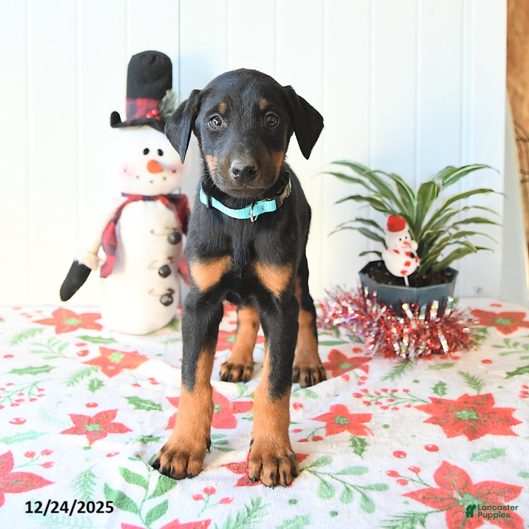 Doberman Pinscher dogs for sale: Blaze - Ad 4