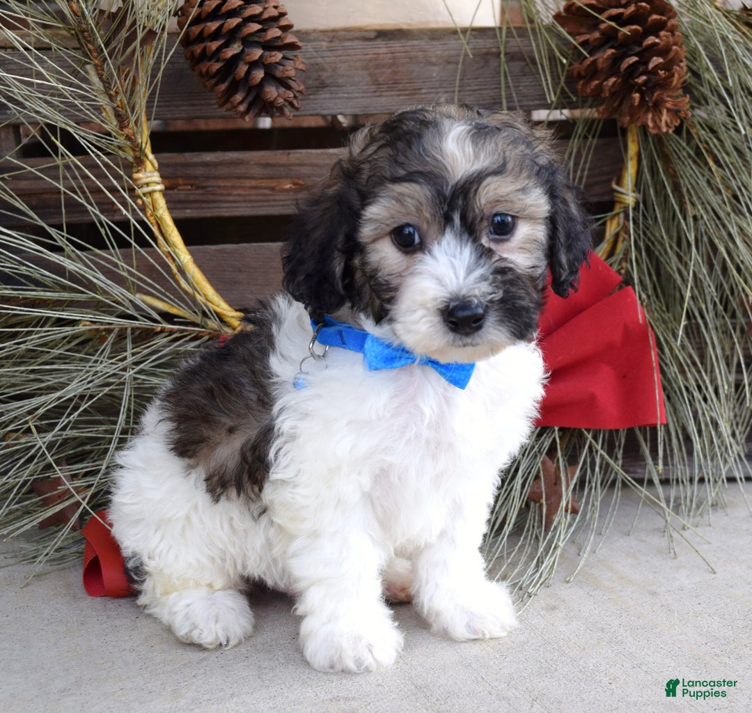 Bichpoo dogs for sale: Biscuit - Ad 9