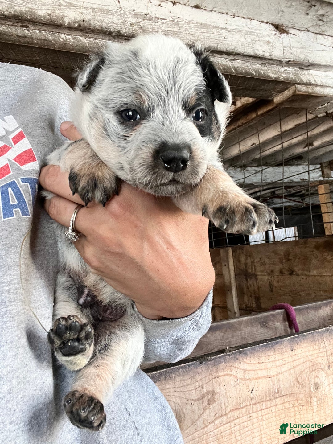 Australian Cattle Dog litter of puppies for sale in Malone