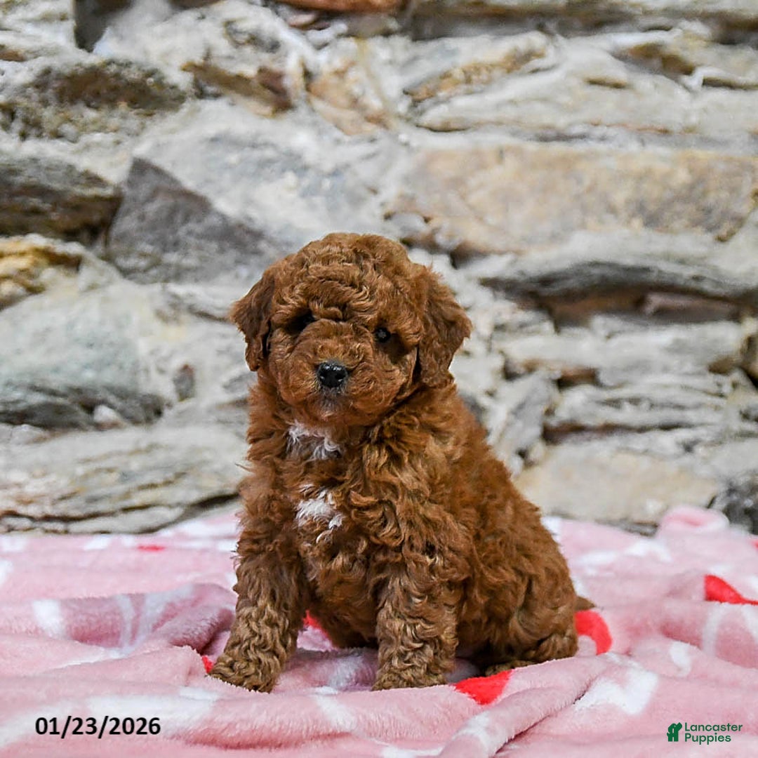 Mini Goldendoodle dogs for sale: Curly - Ad 1