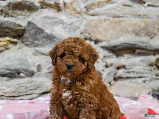 Mini Goldendoodle dogs Curly - Ad 3
