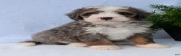 Mini Bernedoodle dogs for sale: Mini Bodie  - Ad 14