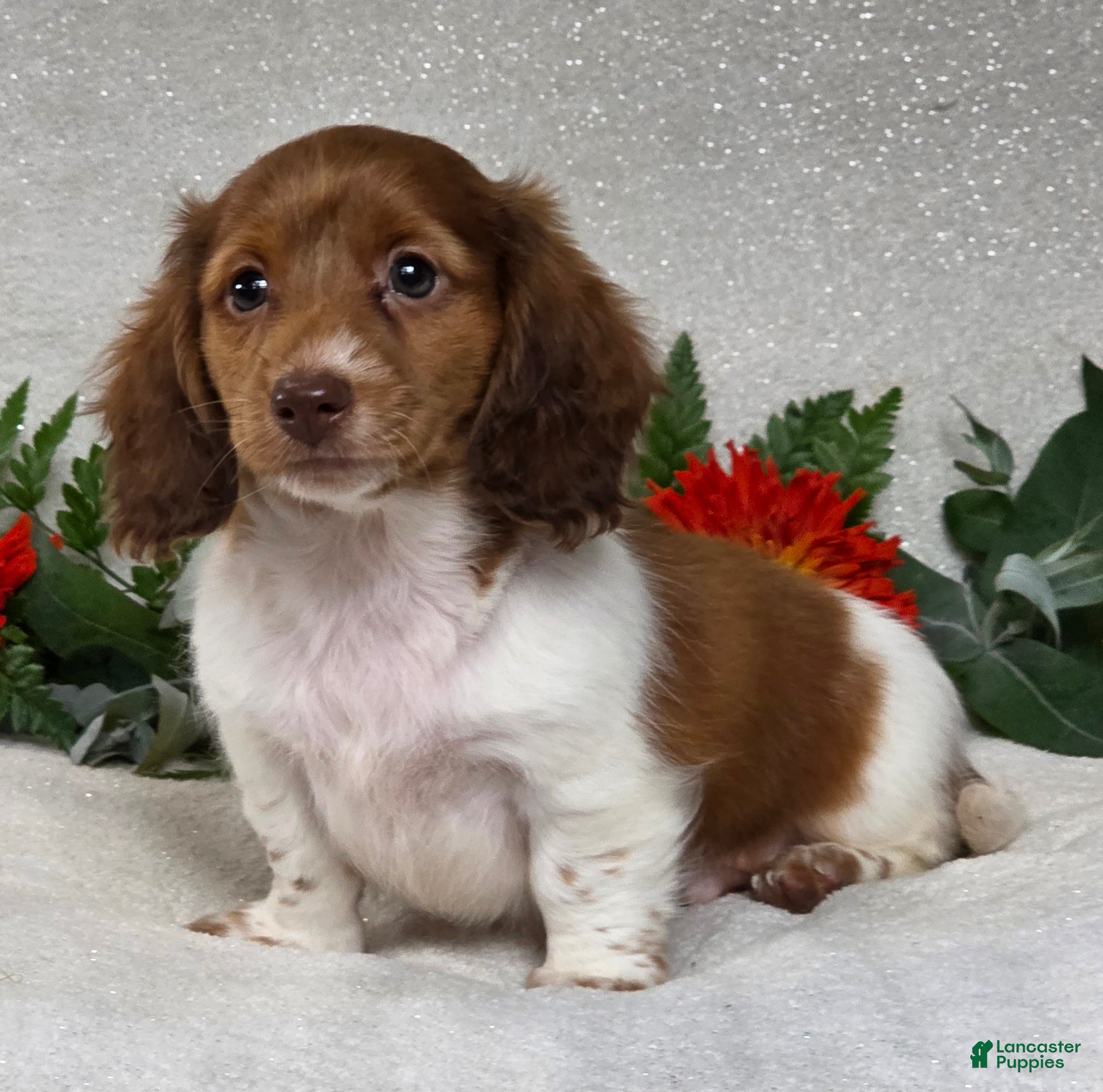 Miniature Dachshund dogs Jarvis - Ad 1