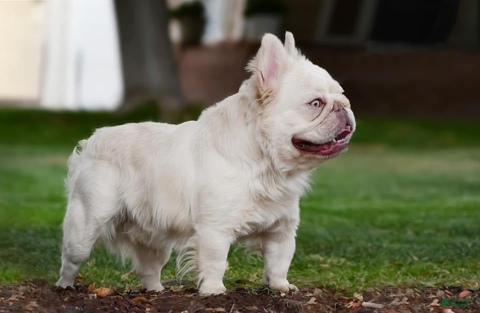 King Duke