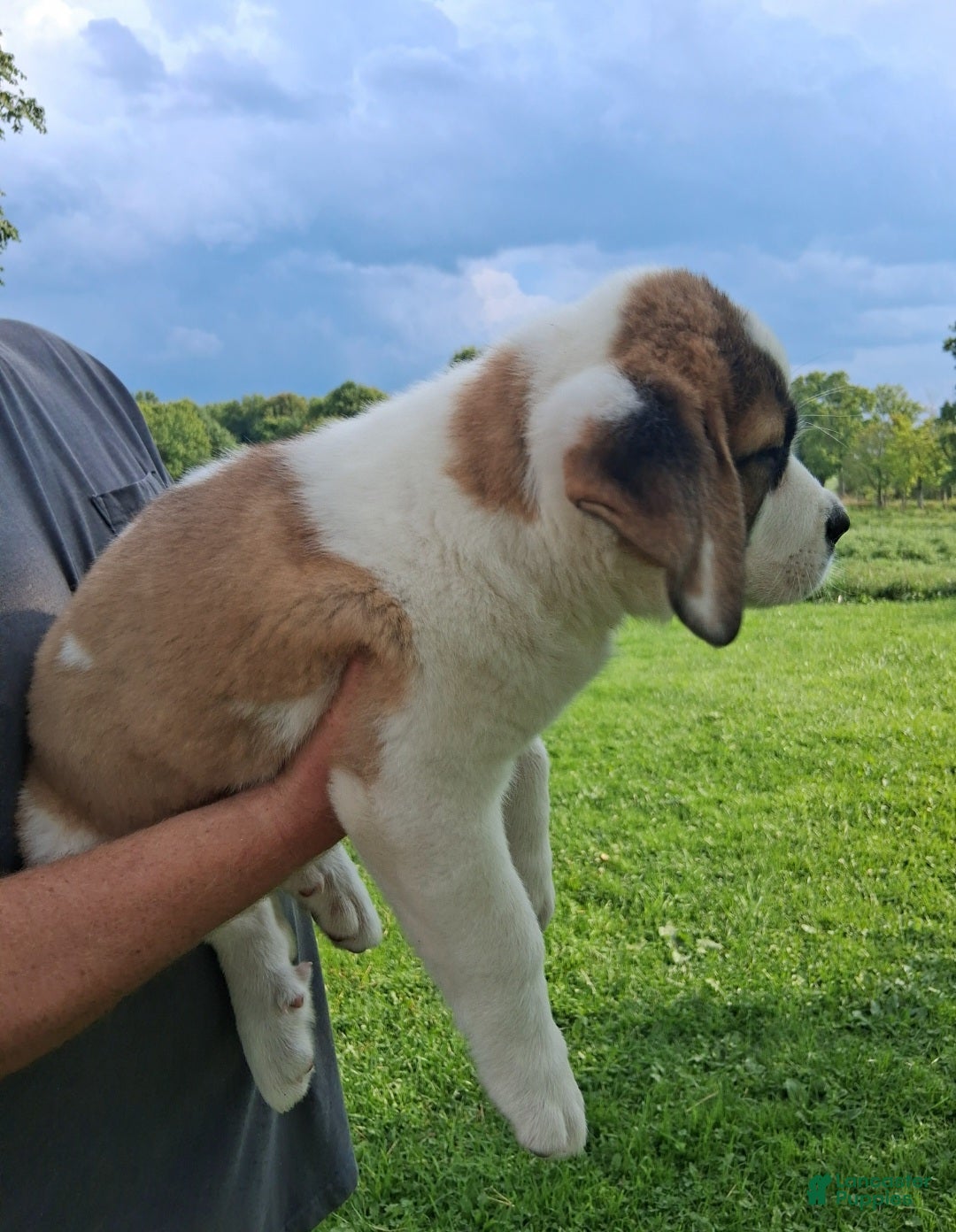 Saint Bernard dogs Peaches  - Ad 2
