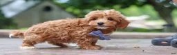 Maltipoo dogs for sale: Leo - Ad 4