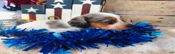 Miniature Dachshund dogs for sale: Johnny Walker (Longhair) - Ad 10