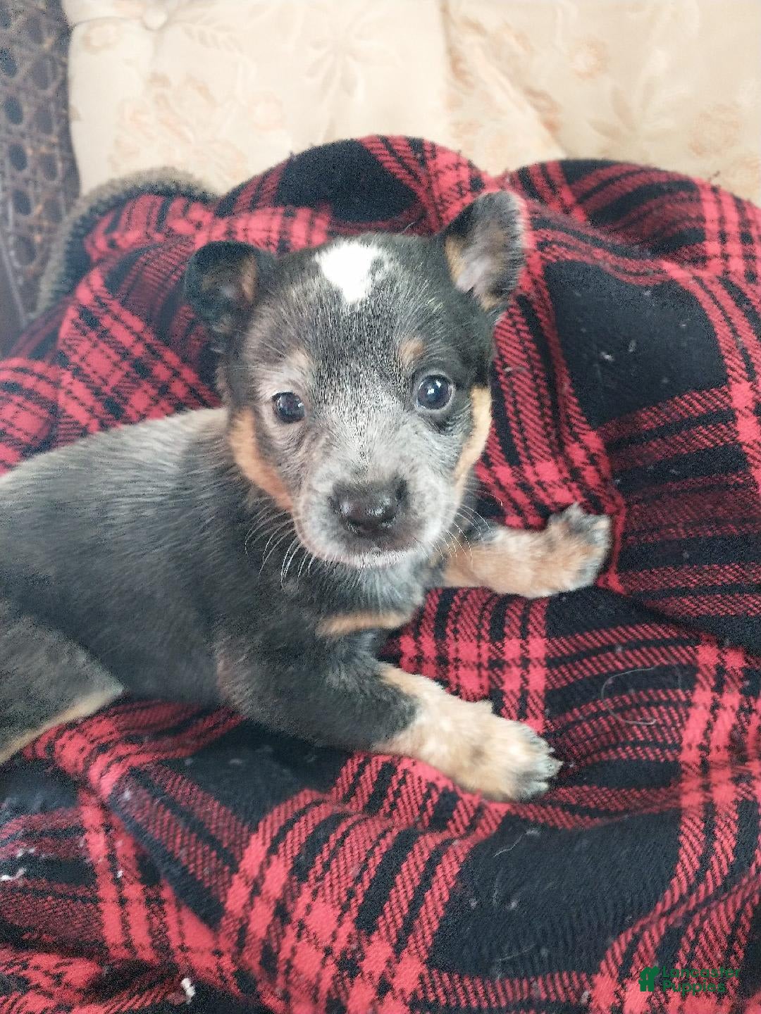 Gallery Image {{count}}