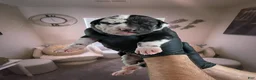 Great Dane dogs for sale: Rhythm & Soul's Heart of Soul Coco Jones - Ad 7