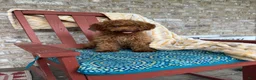 Cavapoo dogs for sale: Ella - Ad 3