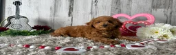 Toy Poodle dogs for sale: Tucker - Ad 2