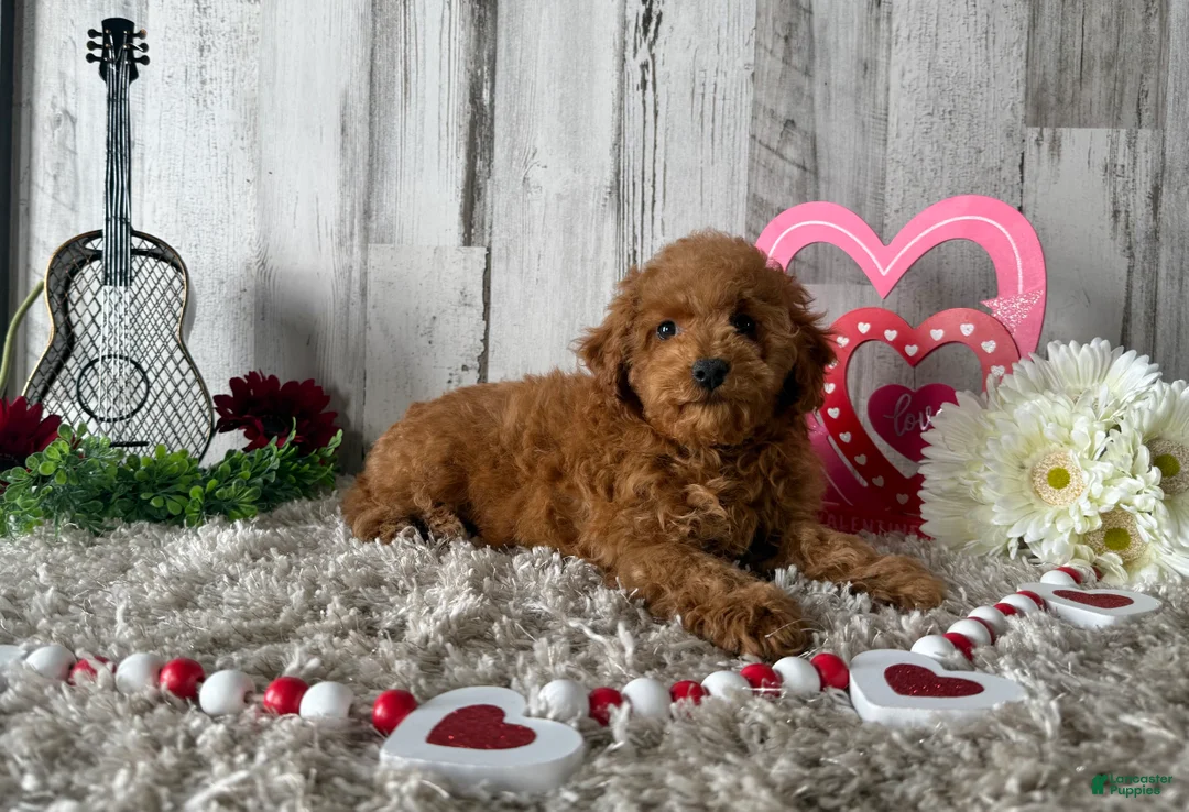 Toy Poodle dogs for sale: Tucker - Ad 2