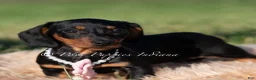 Miniature Dachshund dogs for sale: Kiwi AKC - Ad 3