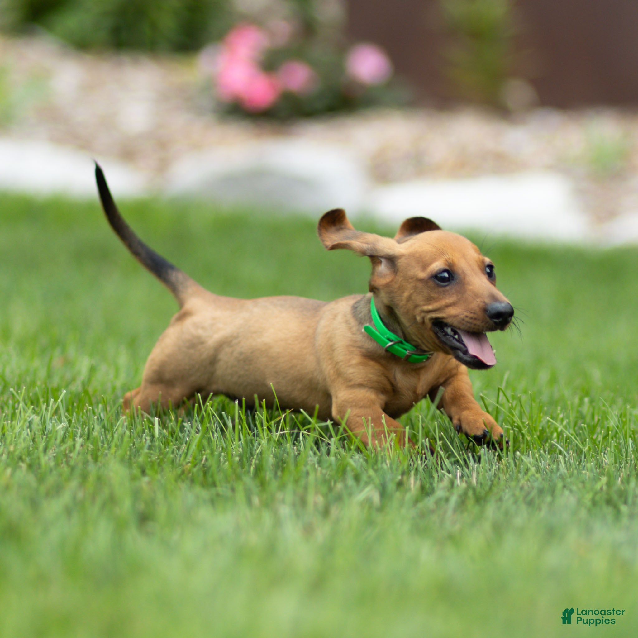 Miniature Dachshund dogs Mikey Miniature Dachshund  - Ad 1