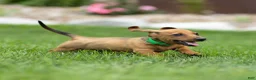 Miniature Dachshund dogs for sale: Mikey Miniature Dachshund  - Ad 7