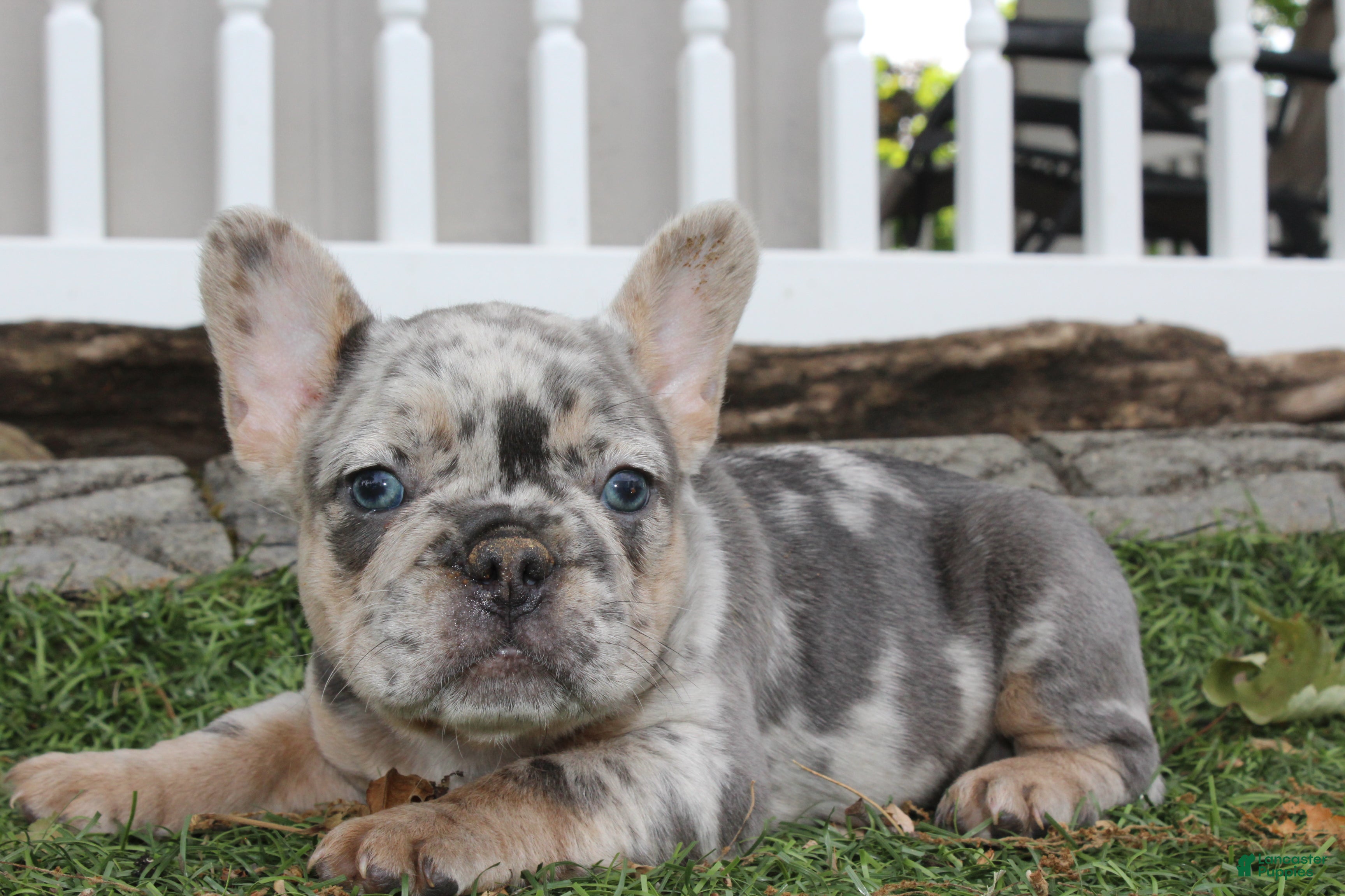 French Bulldog dogs for sale: AKC Zoe - Ad 3
