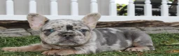 French Bulldog dogs for sale: AKC Zoe - Ad 19
