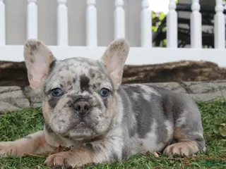 French Bulldog dogs for sale: AKC Zoe - Ad 3