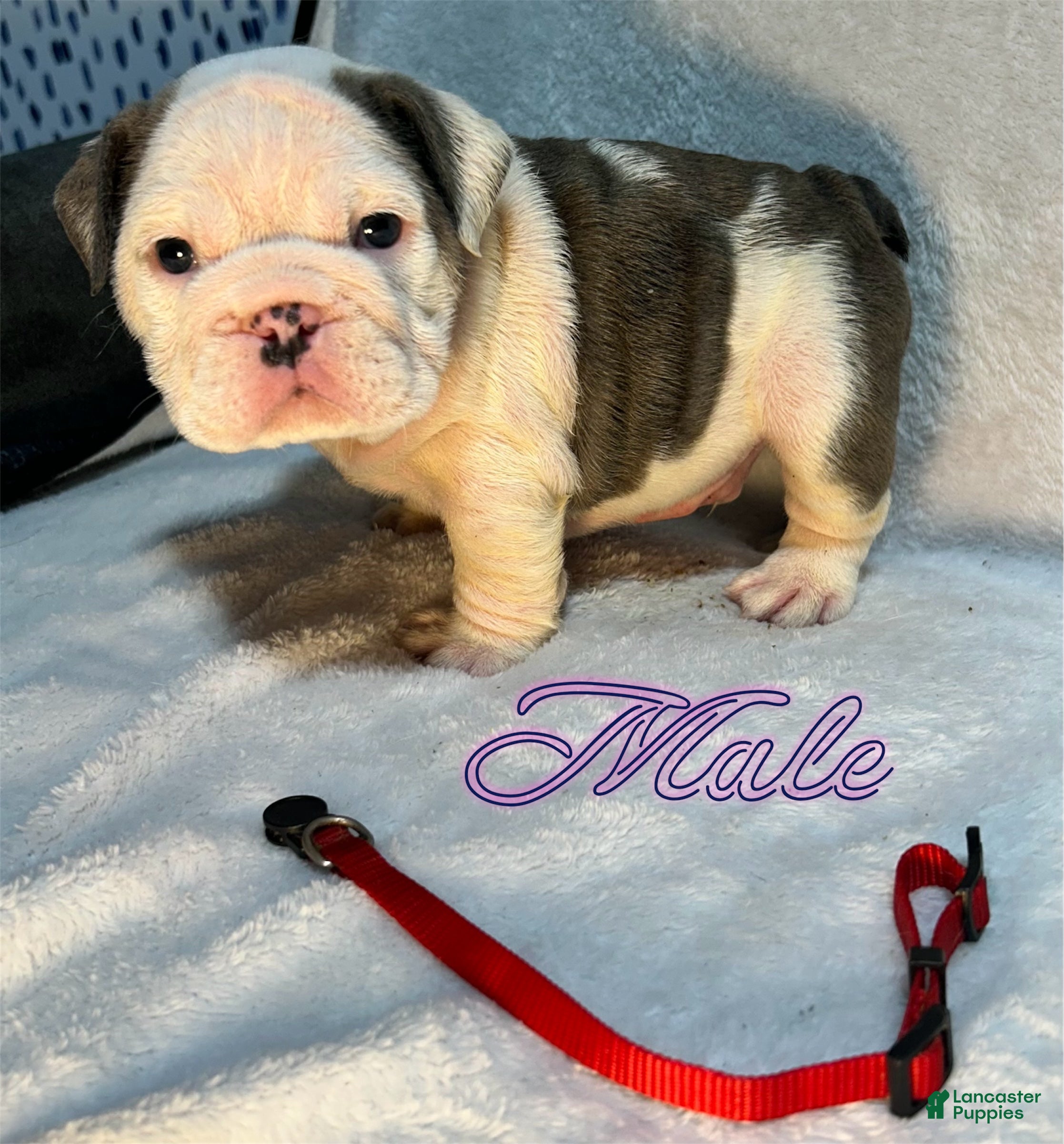 English Bulldog dogs English Bulldog 1 - Ad 1