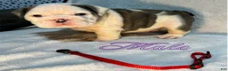 English Bulldog dogs for sale: English Bulldog 1 - Ad 1