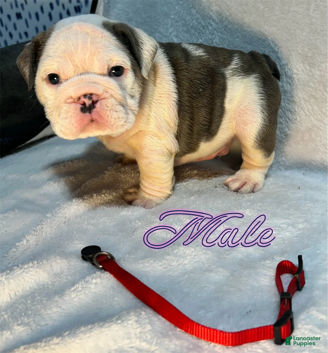 English Bulldog dogs for sale: English Bulldog 1 - Ad 1