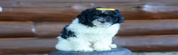 Cavapoo dogs for sale: Gracie  - Ad 18
