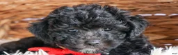 Bichpoo dogs for sale: NOEL - Ad 4