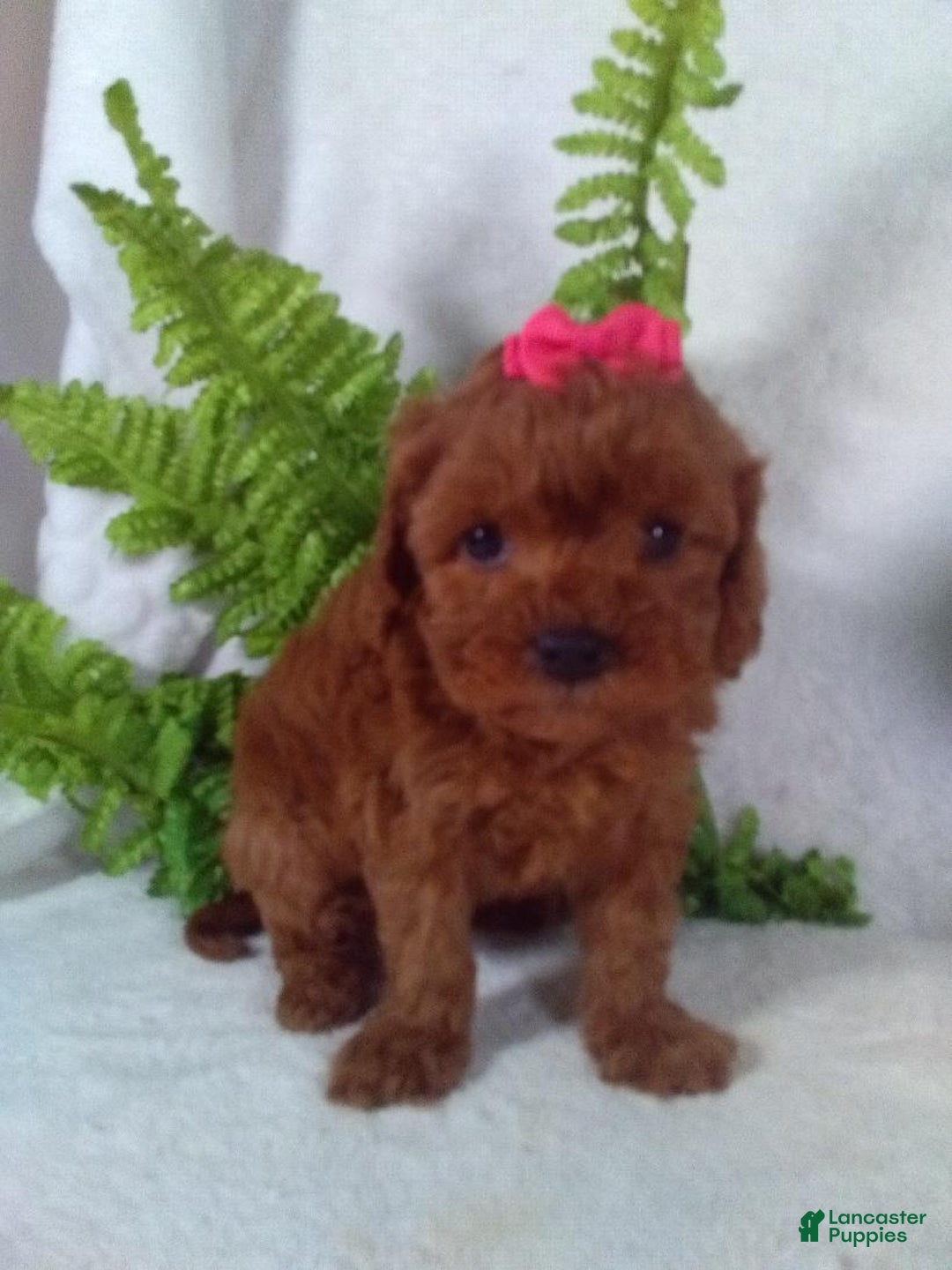 Cavapoo dogs for sale: Jana - Ad 3