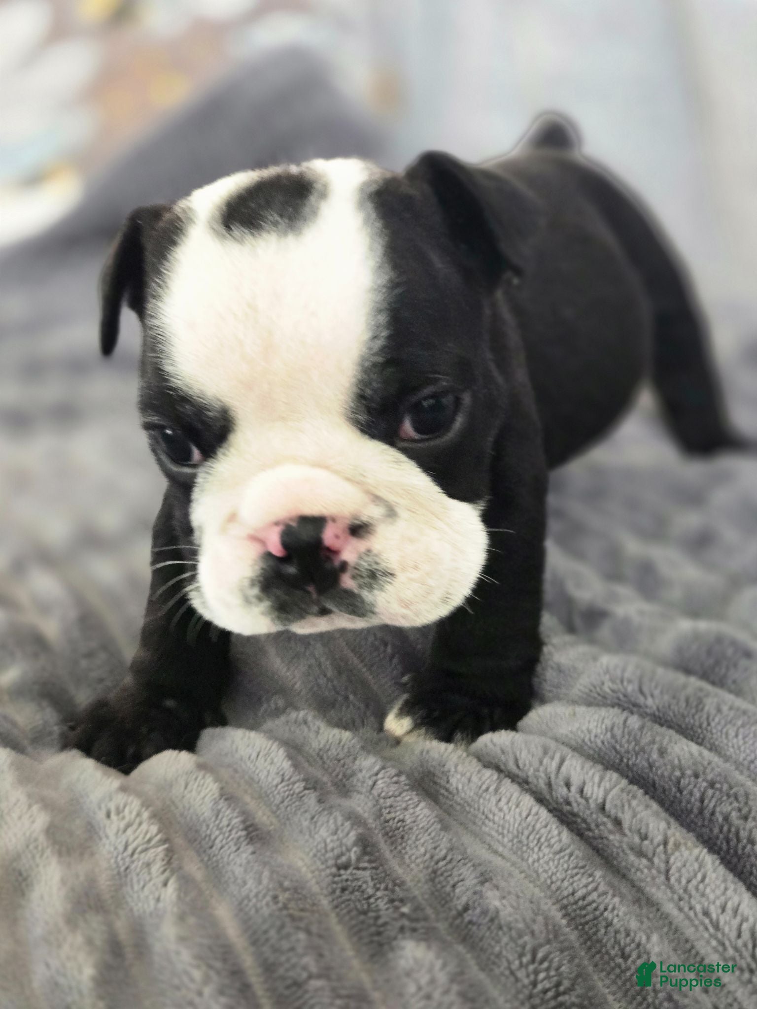 English Bulldog dogs Frank - Ad 1