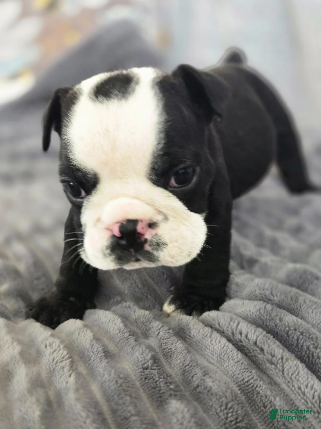 English Bulldog dogs for sale: Frank - Ad 1