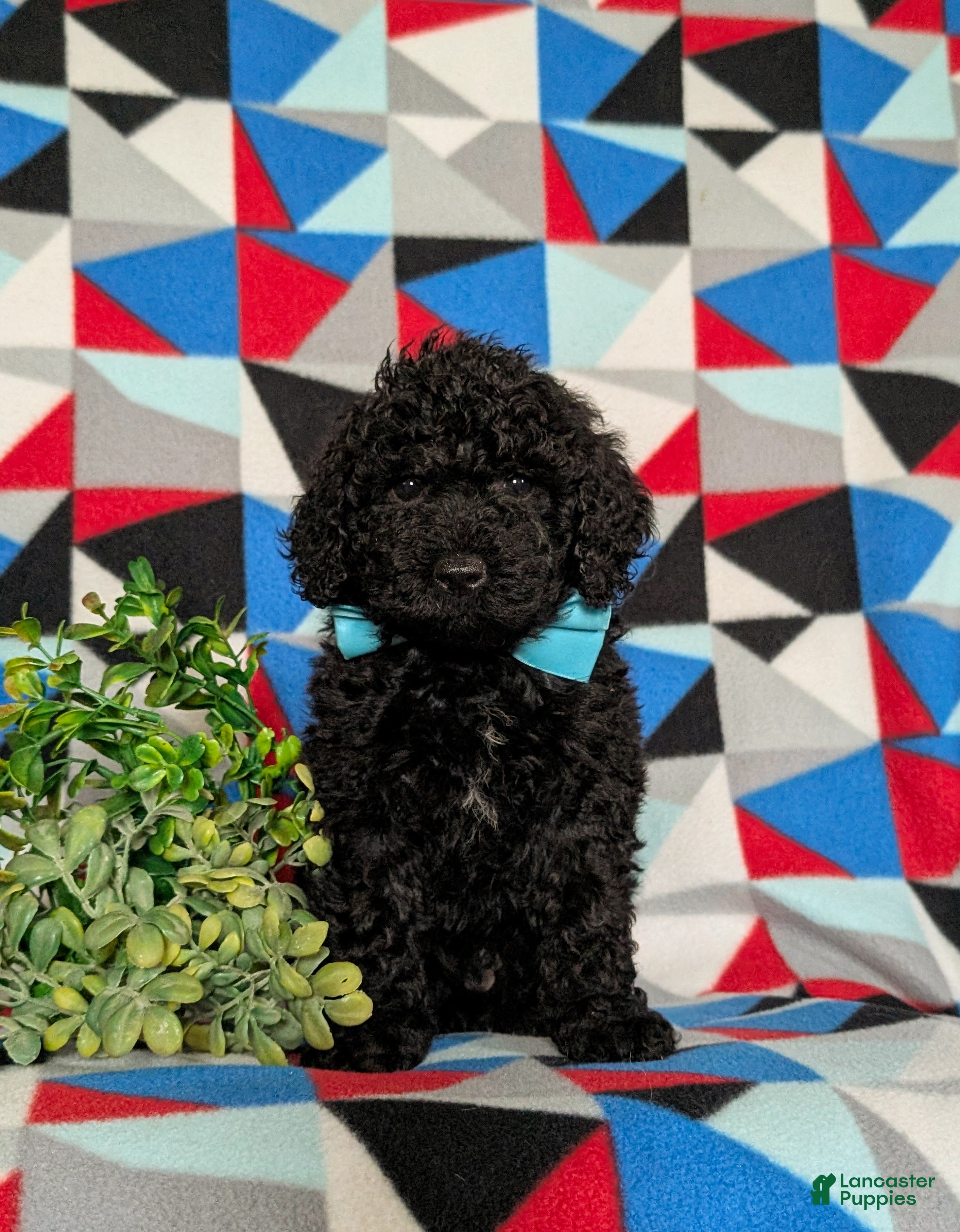 Miniature Poodle dogs Norman - Ad 2