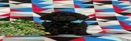 Miniature Poodle dogs for sale: Norman - Ad 2