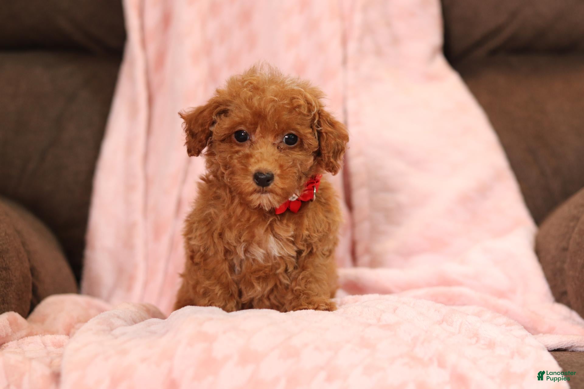 Miniature Poodle dogs Vince(AKC) - Ad 1