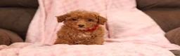 Miniature Poodle dogs for sale: Vince(AKC) - Ad 7