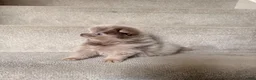 Pomeranian dogs for sale: Rex - Ad 9