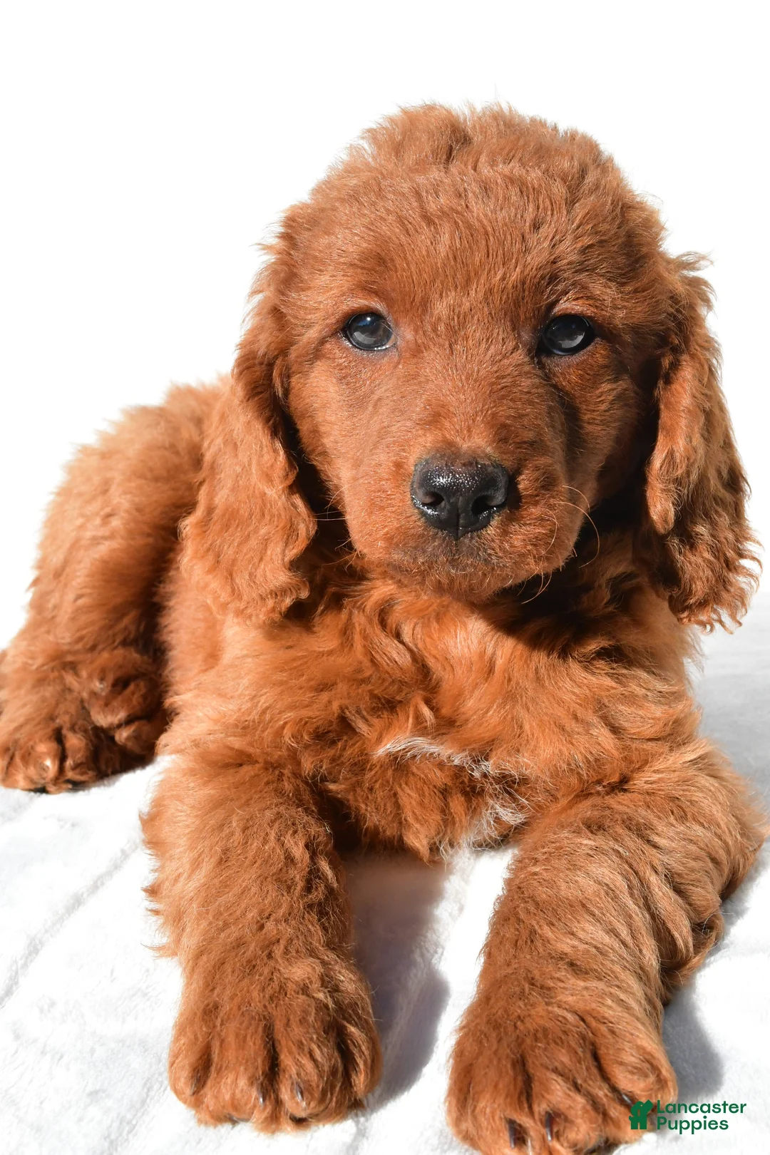 Mini Goldendoodle dogs for sale: Dolly - Ad 2