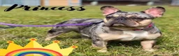 French Bulldog dogs for sale: Princess - Ad 3