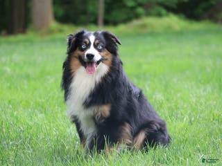 Miniature Australian Shepherd dogs Miniature Australian Shepherd 1 puppies - Ad 1