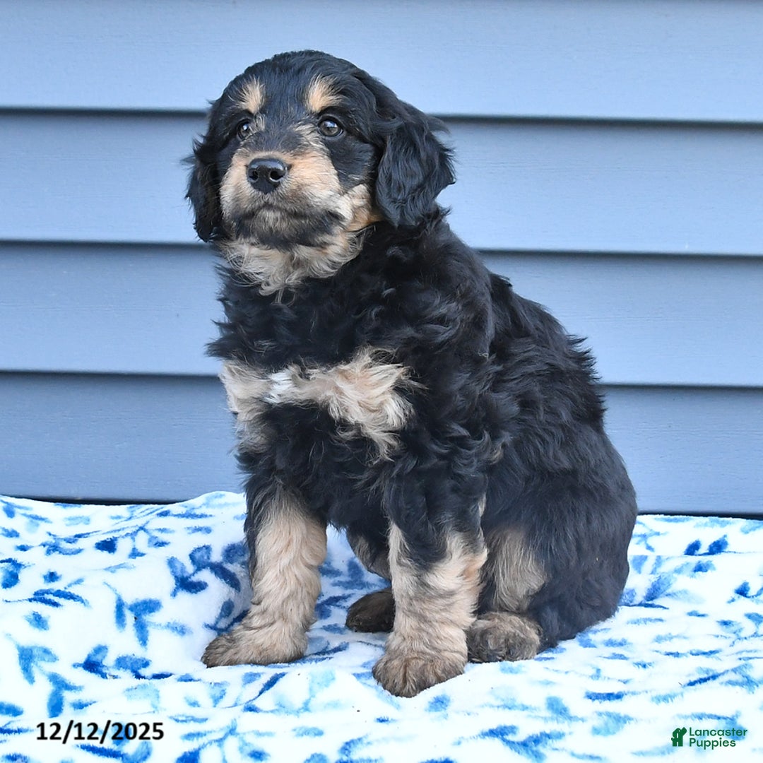 Mixed Breed dogs for sale: April - Ad 2